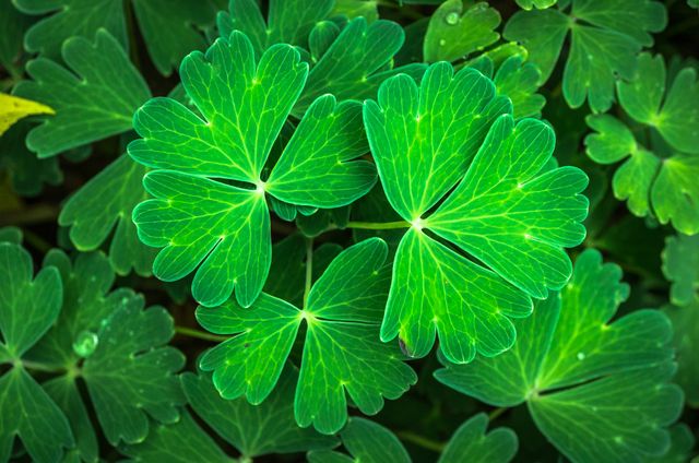 Bright clover leaves forming a lush green patch in a garden. Perfect for nature-themed designs, gardening inspirations, or backgrounds that require a pop of green. Great for promoting environmental awareness, organic products, or adding a touch of nature to various projects.