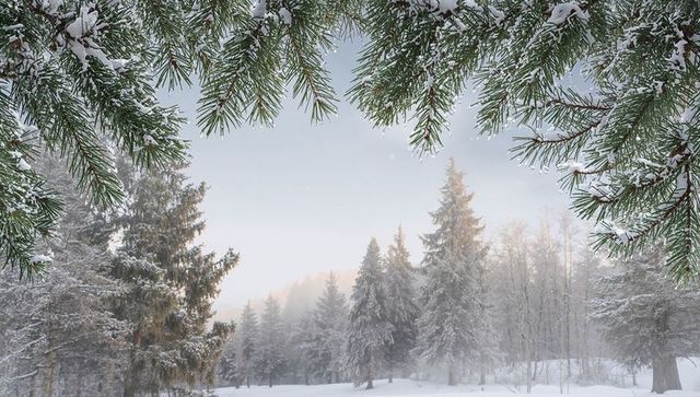 Snow-laden pine branches framing misty winter forest clearing with frosty evergreen border