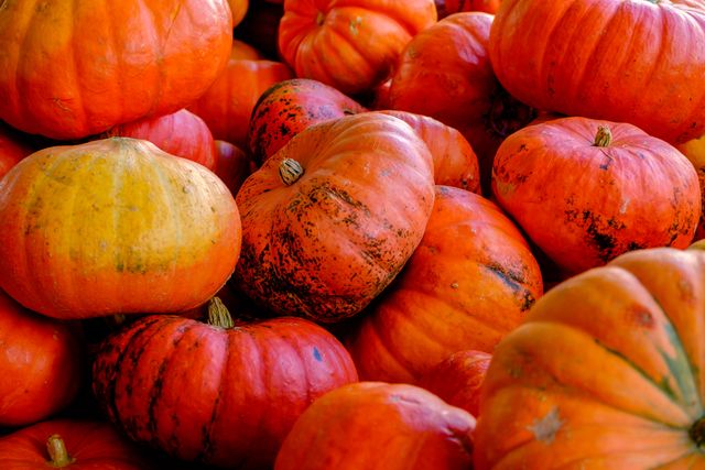 Close Up of Vibrant Pumpkins in Pile for Fall Season - Download Free Stock Photos Pikwizard.com