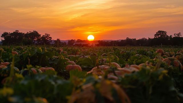 Pumpkin patch glowing at sunset, filling rolling farmland with warm harvest light