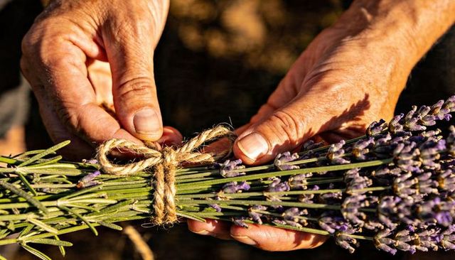 Tying lavender bundle with weathered hands and natural twine in golden sunlit garden harvest