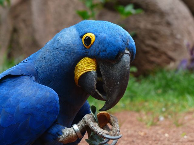 Blue Macaw Parrot Eating Nut in Tropical Habitat - Download Free Stock Photos Pikwizard.com