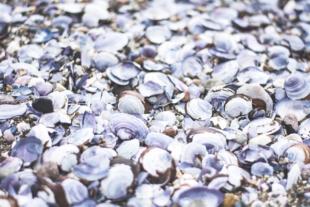 Close-up of Purple Seashells on Beach - Download Free Stock Photos Pikwizard.com