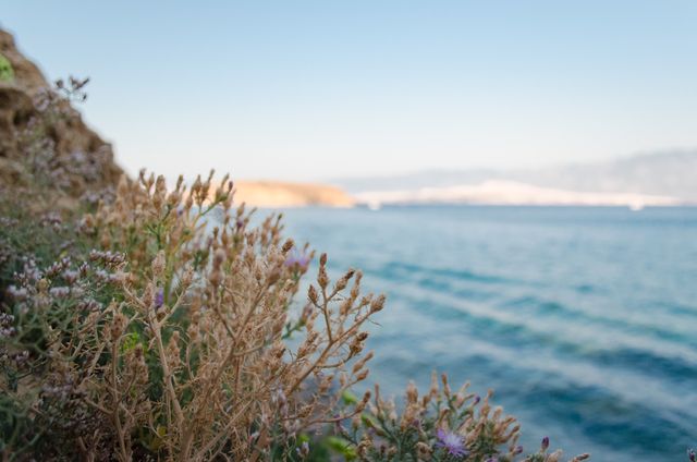 Close-up view of coastal vegetation set against a backdrop of serene ocean waters and a clear sky. Ideal for themes related to nature, coastal living, travel, and outdoor relaxation. Can be used in brochures, websites, or social media promoting beach destinations or natural beauty.