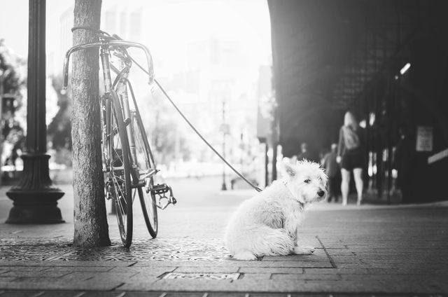 Black and white image of a small dog sitting next to a bicycle secured to a tree on a city sidewalk. Could be used for themes of companionship, urban pets, waiting, or city life. The scene creates a sense of solitude, reflecting everyday moments in an urban environment.