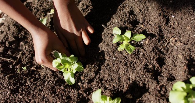 Person planting young seedlings in rich, dark soil. Hands are gently placing small plants, showing careful gardening techniques. Ideal for educational content about gardening, sustainable farming, or advertisements for gardening supplies. Highlights the importance of nurturing plant growth and eco-friendly activities.