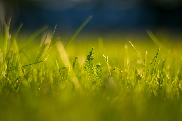 This close-up view of grass and a small plant bathed in sunlight captures the essence of nature and growth. Perfect for use in environmental campaigns, gardening websites, or presentations nature themes. Its tranquil and serene visual offers a calm and refreshing feel suitable for wellness or nature-related promotions.