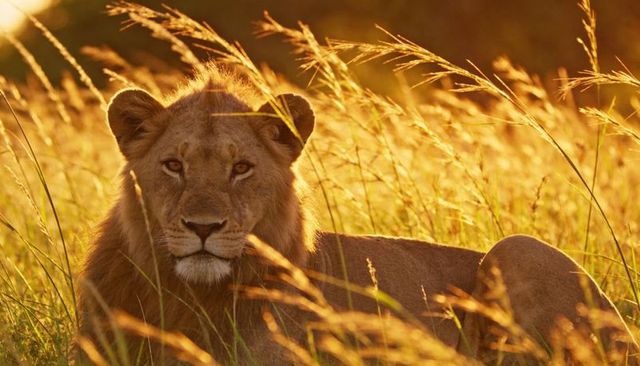 Male lion resting in sunlit grass lifting head facing viewer at golden hour