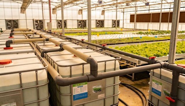 Hydroponic nutrient tanks and pvc irrigation system in commercial lettuce greenhouse