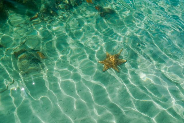 Starfish resting on seabed under calm, clear tropical waters, with waves creating light patterns on sandy bottom. Suitable for use in marine conservation, travel brochures, snorkeling, waterways, and beach vacation advertisements, depicting tranquil and pristine aquatic environments.