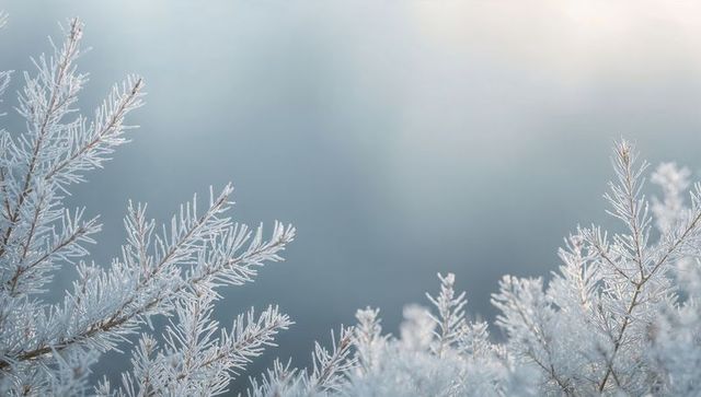 Frost-glistening conifer branches framing soft bokeh winter background for seasonal use