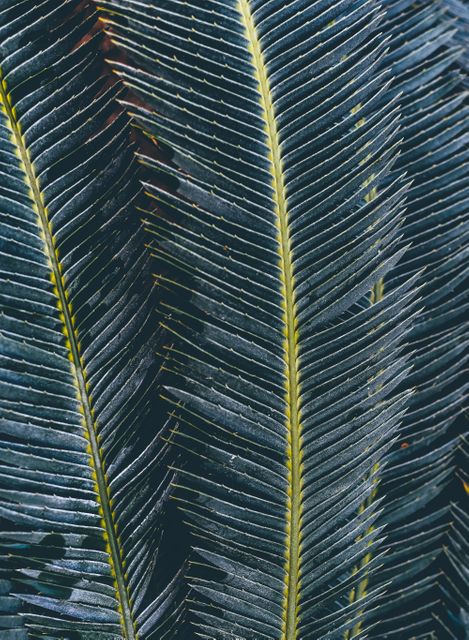 This image captures the intricate texture and pattern of palm leaf fronds in great detail. It is perfect for nature-themed projects, tropical designs, and botanical studies. Ideal for backgrounds, wallpapers, and illustrating themes of growth, exotic destinations, and natural beauty.