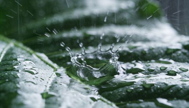 Macro rain droplet crown impacting deep green leaf surface, splash, fresh water texture