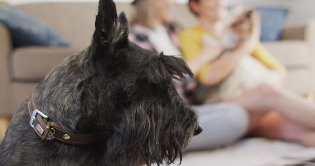 Black Schnauzer dog sitting and relaxing indoors with blurred family members in the background. Perfect for use in pet care advertisements, family lifestyle blogs, dog training content, and home decor inspiration.