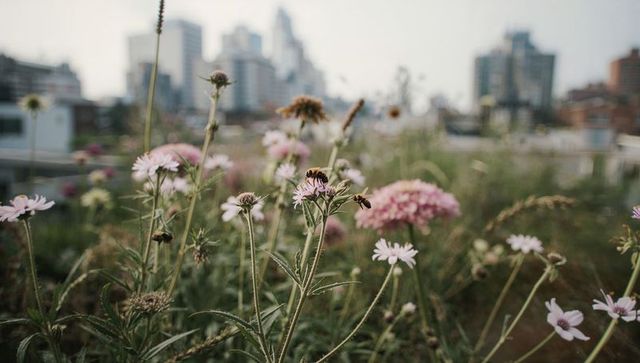 Rooftop wildflowers attracting bees, pollinating pastel daisies against blurred skyline