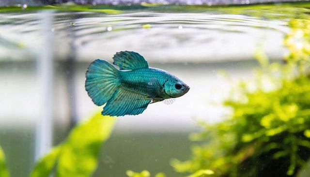 Turquoise betta fish gliding with fanned fins at water surface in lush planted aquarium