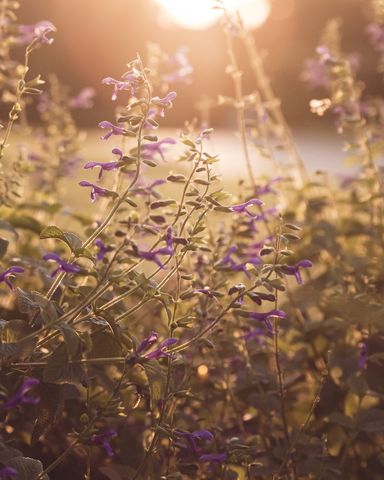 Sunlit purple wildflowers glowing in golden hour light with dreamy bokeh