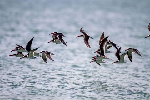 Black skimmers flying low over calm coastal water in tight flock formation
