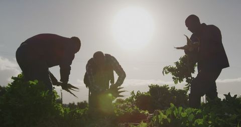 Farmers Harvesting Crops at Sunset Highlighting Agricultural Labor