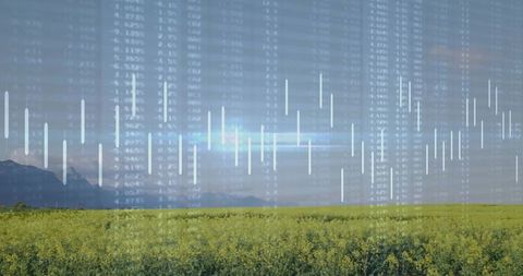 Blending rapeseed field with financial candlestick overlay for agritech market trends