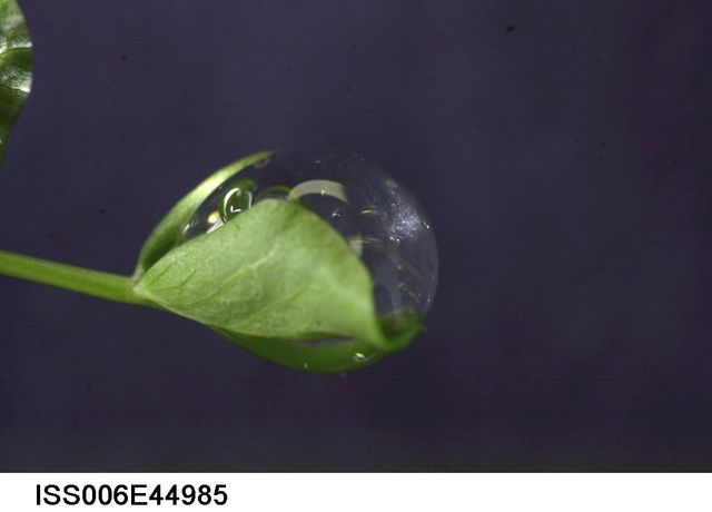 Close-up view of a water droplet delicately positioned on a green leaf in an experiment carried out on the International Space Station. The Russian BIO-5 Rasteniya-2/Lada-2 plant growth experiment aims to study plant development in space, making this image highly valuable for educational content, science presentations, or publications related to botany and space research. The combination of plant life and space exploration serves to illustrate the convergence of nature and advanced scientific studies.