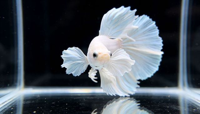 Pale betta fish swimming with ruffled half-moon fins and glass reflection