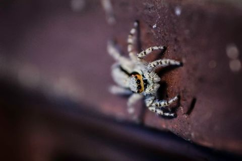 Macro jumping spider with bright forward-facing eyes crawling on rusty metal, shallow focus