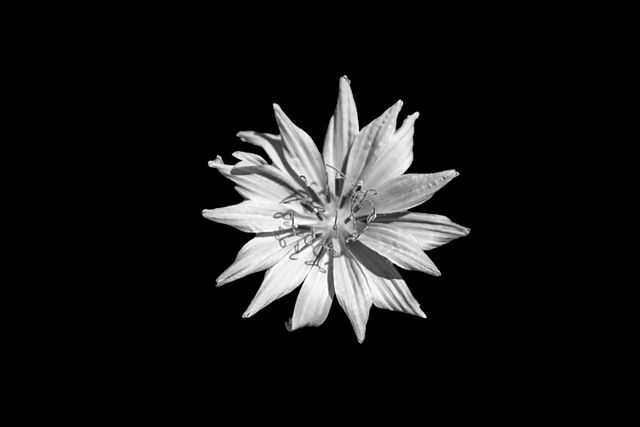 Highly detailed black and white photograph of a star-shaped flower on a solid black background highlighting its intricate petal structure. Ideal for use in design projects focusing on nature, contrast, minimalism, and elegance. Suitable for wall art, floral design, website banners, or botanical studies.