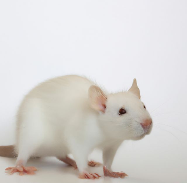 White mouse against white background highlighting its soft fur and delicate features. Ideal for use in articles about small pets, animal care, biological research, or minimalist designs featuring animals.