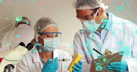 Scientists in Laboratory Experimenting on GMO Corn
