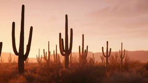 Saguaro Cacti and Desert Sunset with Panoramic View