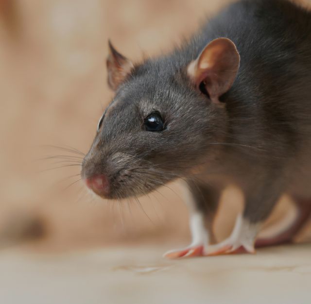 A charming close-up of a curious pet rat with dark fur, whiskers twitching as it explores indoors. Perfect for use in articles about pet care, informational pieces on small mammals, and animal lover blogs. Ideal for educational content on rodent behavior or adding a touch of cuteness to any project.