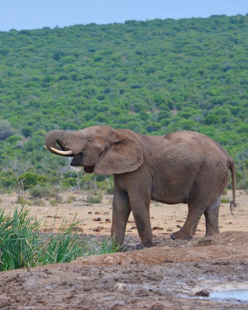 African Elephant Drinking Water in Natural Habitat - Download Free Stock Photos Pikwizard.com