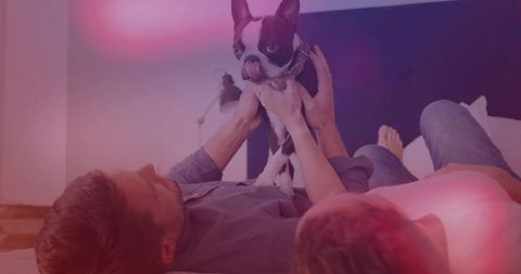 Couple relaxing on bed holding boston terrier puppy with cozy pink ambient light