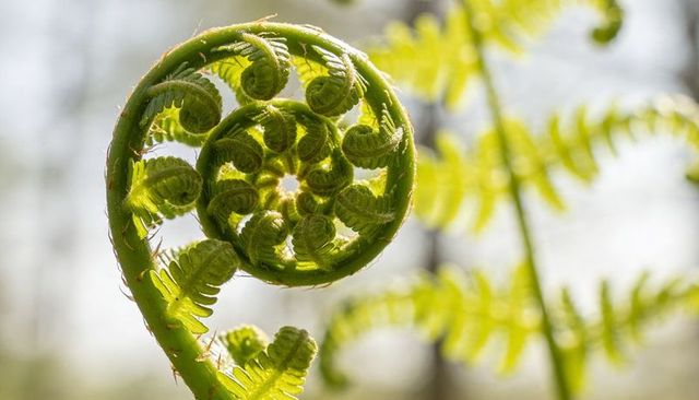 Unfurling fern fiddlehead revealing spiral pattern and backlit translucent green fronds