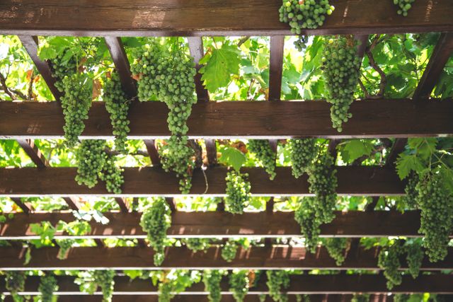 Ideal for use in agricultural blogs, vineyard advertisements, gardening guides, or articles related to sustainable living. This scene depicts fresh green grapes hanging from a wooden pergola, illustrating natural growth and organic farming. It evokes a feeling of outdoor tranquility and showcases the beauty of vineyard cultivation during the summer season.