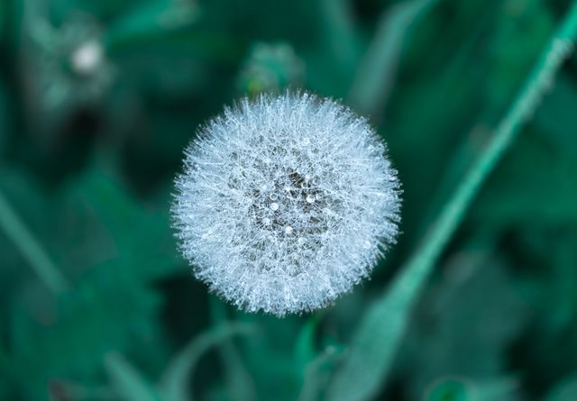 Featuring a close-up of a dew-covered dandelion set against vibrant green foliage. Ideal for nature blogs, environmental campaigns, scientific presentations, or good for wallpapers to convey freshness and natural elegance.
