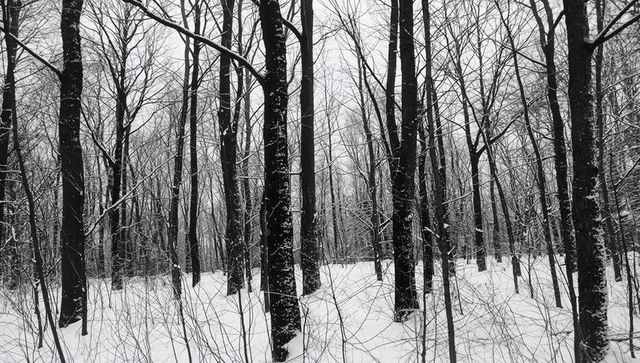 Monochrome winter forest with tall leafless trunks creating vertical rhythm and texture