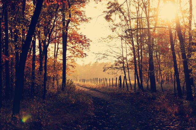 Image shows sunlight streaming through trees in an autumn forest, casting warm light on a serene pathway. Ideal for use in nature-themed projects, autumn promotions, relaxation imagery, and outdoor activity advertisements.