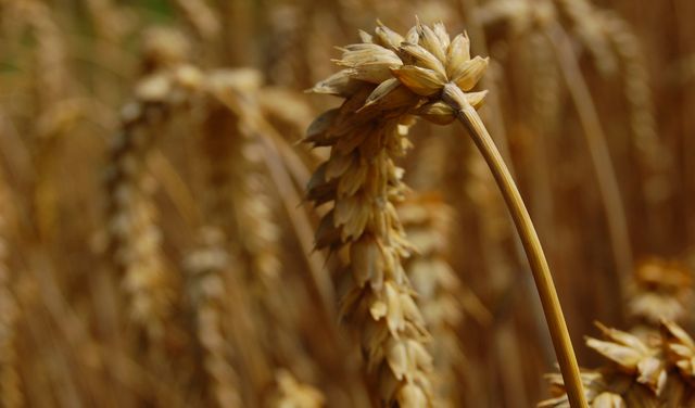 Close-up of ripe golden wheat in a field captures the beauty of agricultural harvest time. Perfect for use in articles related to farming, agriculture, and nature's bounty. Suitable for backgrounds in presentations or visual content focusing on rural and agrarian topics.