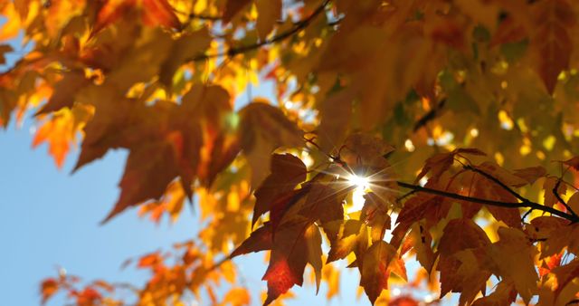 This image captures vibrant autumn leaves on tree branches with sunlight shining through, creating a warm and colorful scene. Ideal for nature, seasonal content, or backgrounds depicting fall. Could be used in marketing materials, social media posts, or website designs related to autumn, nature, and the beauty of seasonal changes.