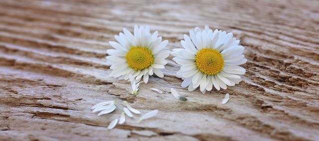 Two Daisies on Wooden Surface with Falling Petals - Download Free Stock Photos Pikwizard.com