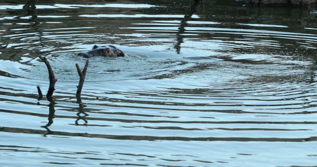 Hippo Submerged in Water Creating Ripples - Download Free Stock Images Pikwizard.com