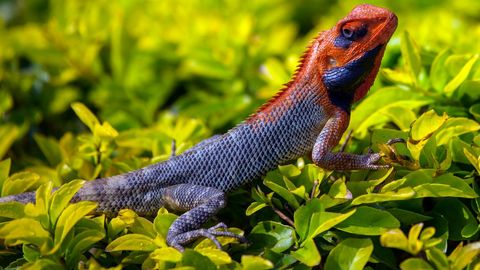 Red-headed garden lizard basking on bright green shrub leaves showing textured scales