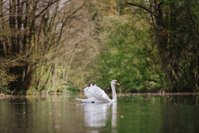 White Swan On A British Lake - Download Free Stock Photos Pikwizard.com