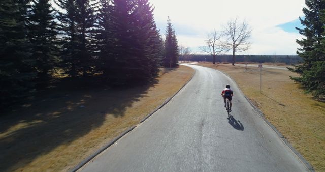 Lone Cyclist on Serene Road through Pine Forest - Download Free Stock Images Pikwizard.com