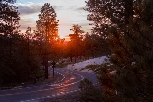 Curved road through dense forest with pine trees at sunset, reflecting evening light. Ideal for travel blogs, scenic landscape posters, and adventure promotional material. Represents tranquility and the beauty of nature.
