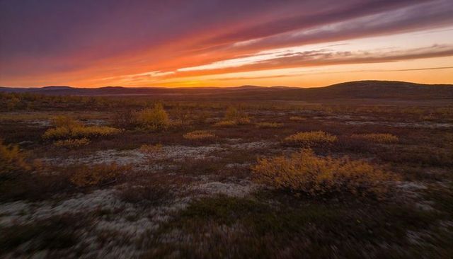 Arctic tundra sunset over rolling plains with golden shrubs and dramatic streaked sky