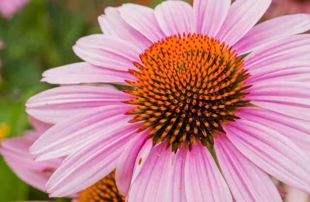 Close-up of a blooming coneflower showcasing its vibrant pink petals and intricate orange center. Ideal for use in nature blogs, gardening websites, floral magazines, and educational materials about botany.