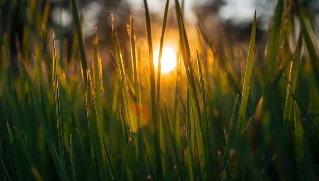 Golden hour grass closeup backlit dewdrops glowing sun bokeh meadow